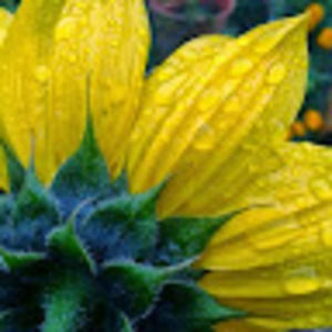 Meet your Posher, Monica